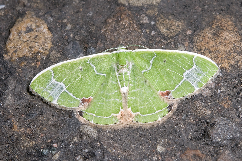 外国産蛾標本 Ubaena fuelleborniana ヤママユ 蝶 昆虫 外国産蛾標本